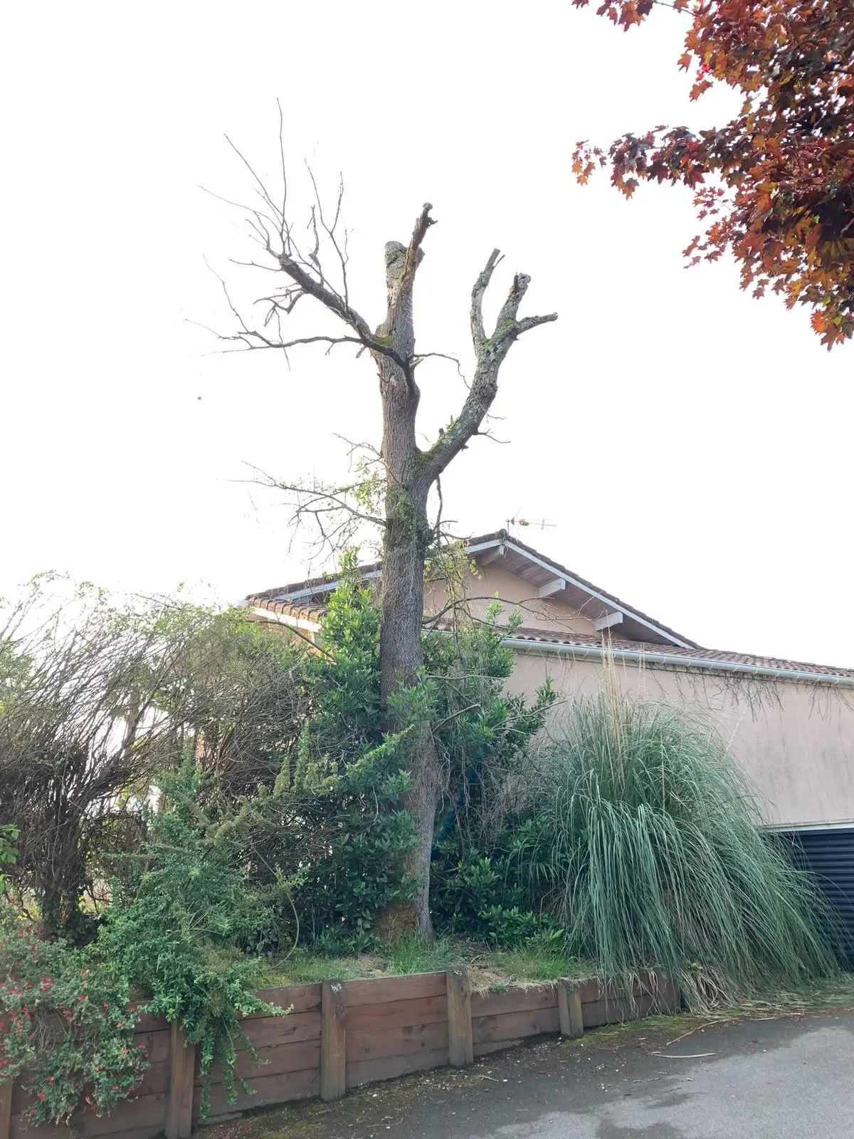 Chêne mort près d’une maison à Messanges avant abattage