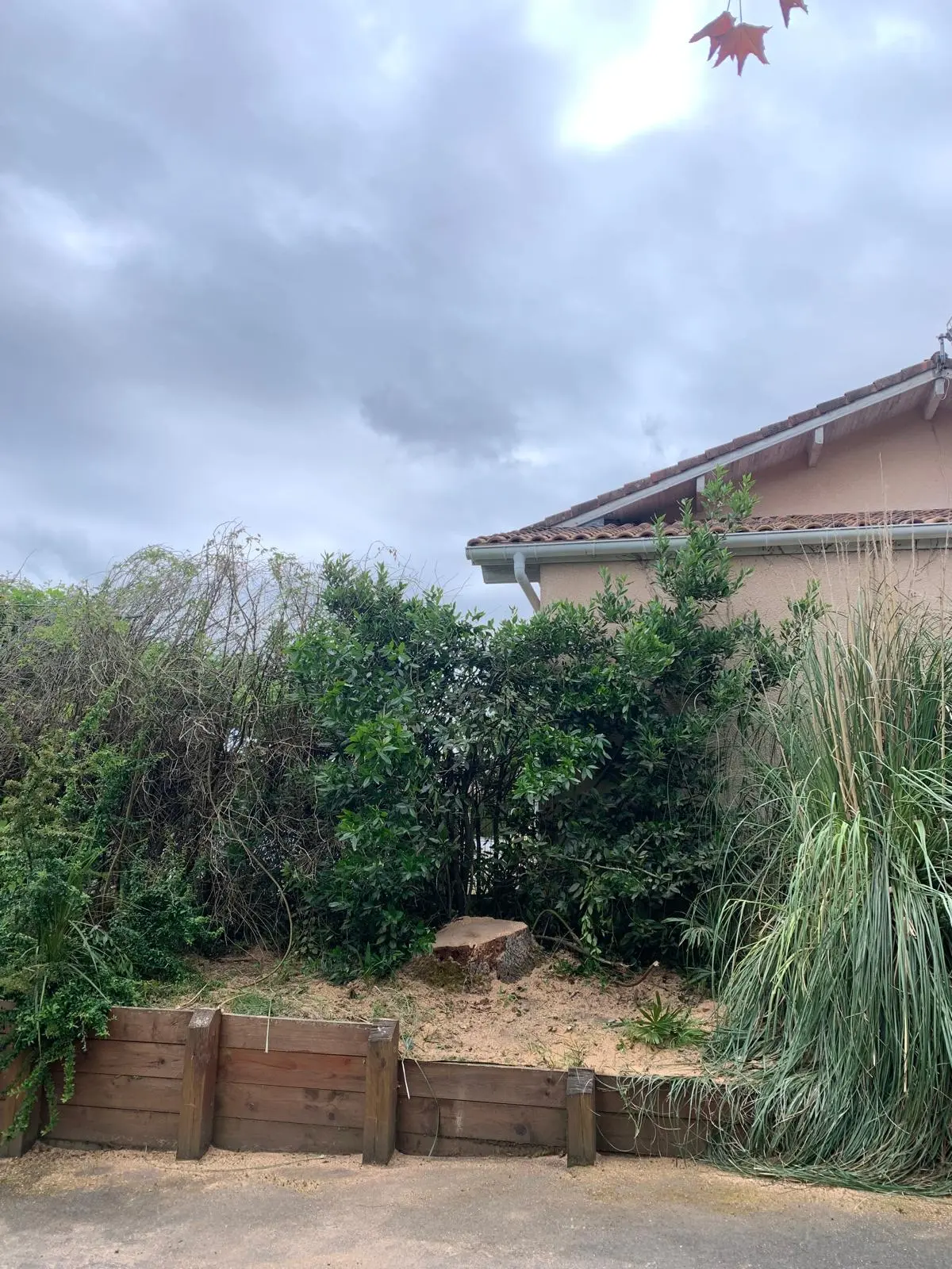 Souche du chêne après abattage près de la maison à Messanges