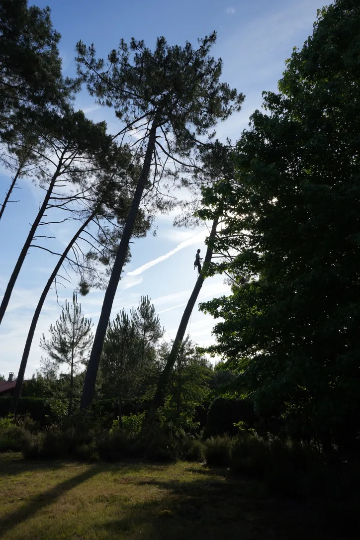 Jardin landais avec haies taillées et pins entretenus