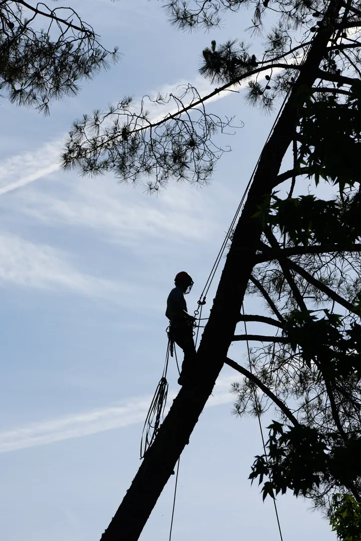Grimpeur en silhouette dans un arbre