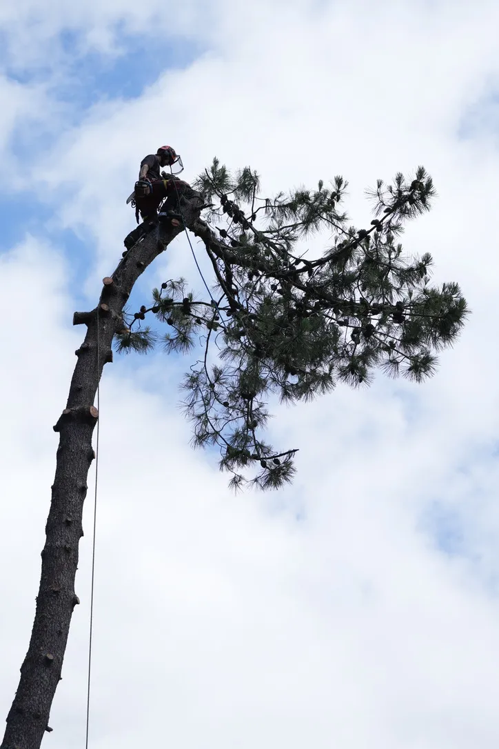 Démontage en tête de pin