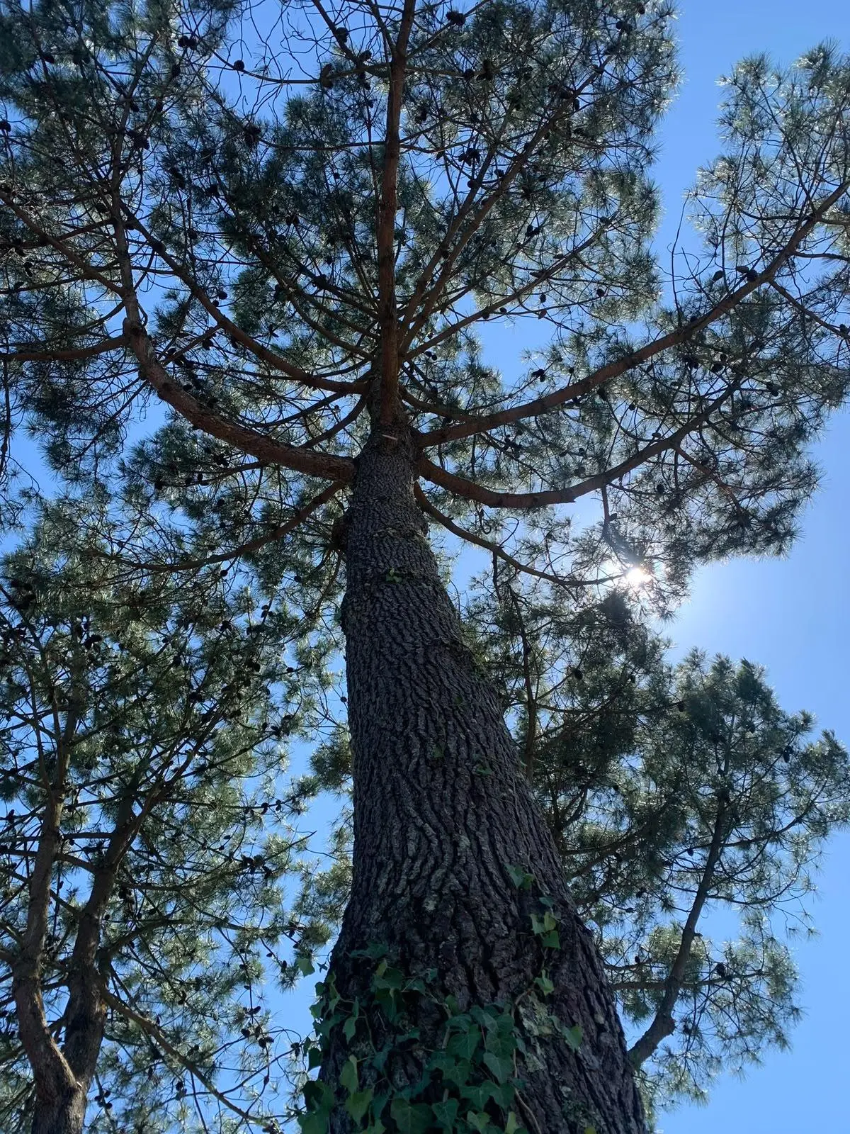 Grand pin vu depuis le pied après retrait du bois mort et de branches basses à Soustons